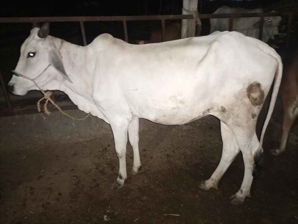 Bachra Cow  2dant for qurbani