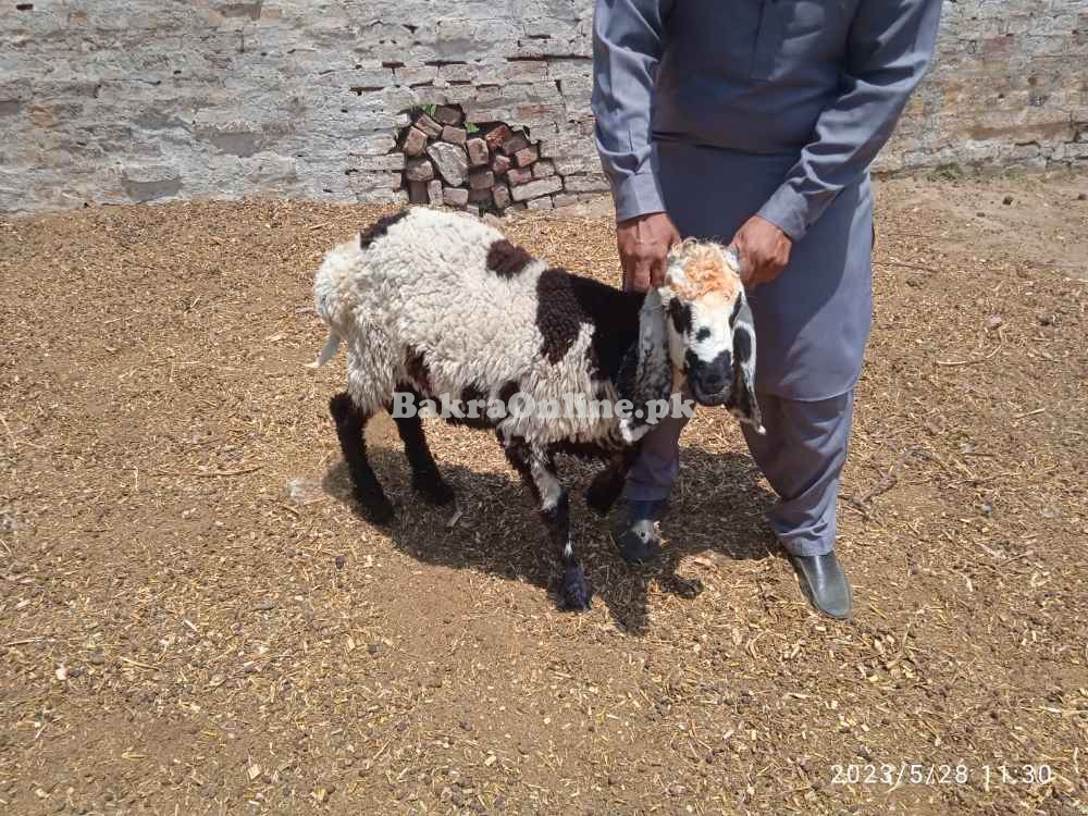 قربانی کے جانور براۓ فروخت