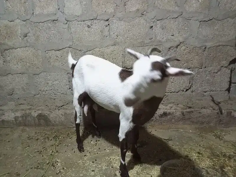 Bakri for Urgent Sell