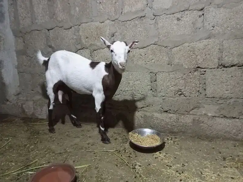 Bakri for Urgent Sell