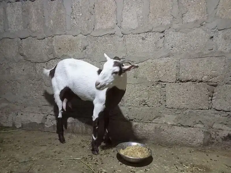 Bakri for Urgent Sell