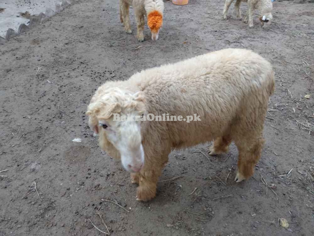 NUKRAY SHEEP FOR SALE