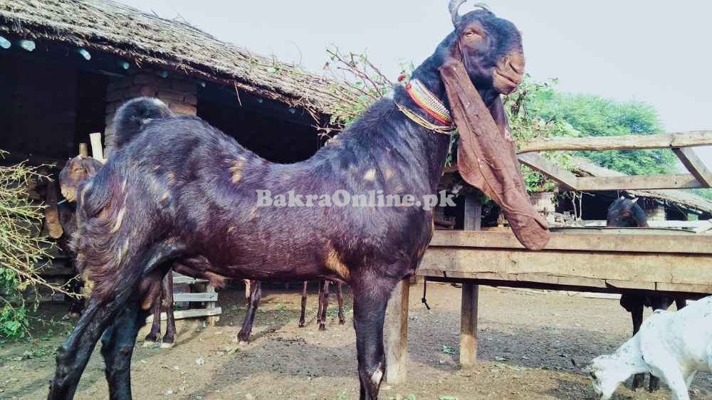Heavy Kamori Bakra for Sale