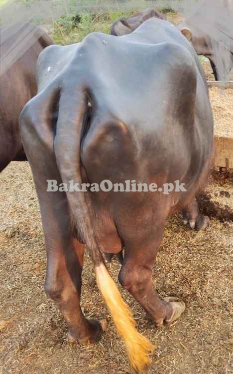 Neeli Ravi Buffalo for sale