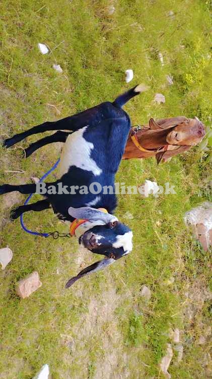 Desi Bakray Pair
