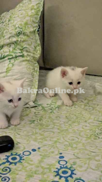 Persian kittens available for sale