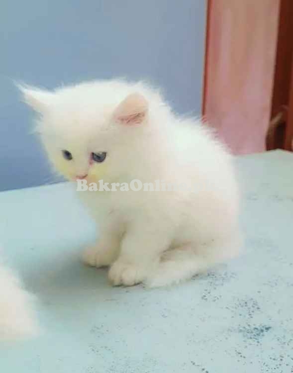 Hamaliyan Persian Kitten