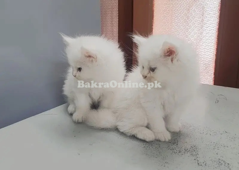 Hamaliyan Persian Kitten