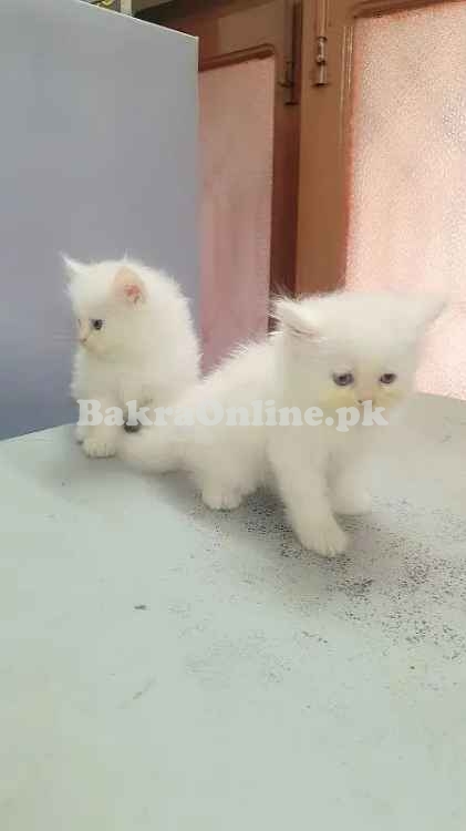 Hamaliyan Persian Kitten