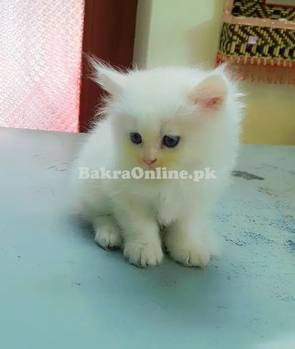 Hamaliyan Persian Kitten