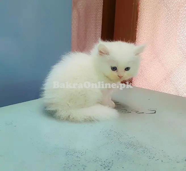 Hamaliyan Persian Kitten