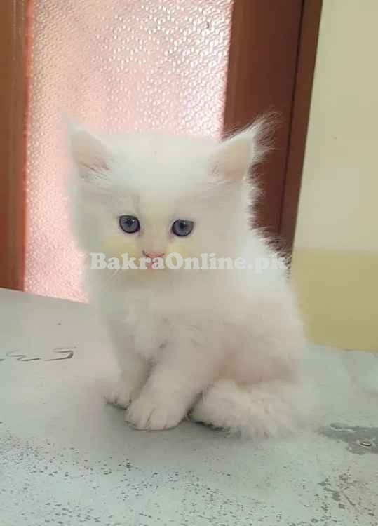 Hamaliyan Persian Kitten
