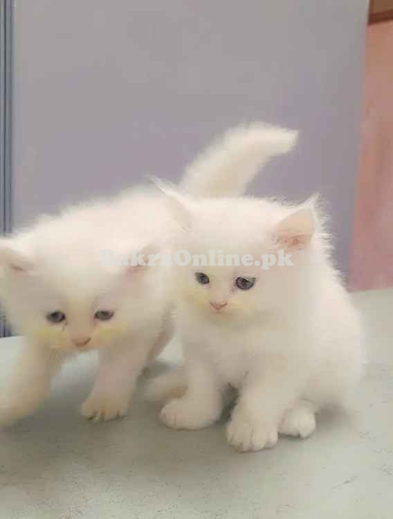 Hamaliyan Persian Kitten