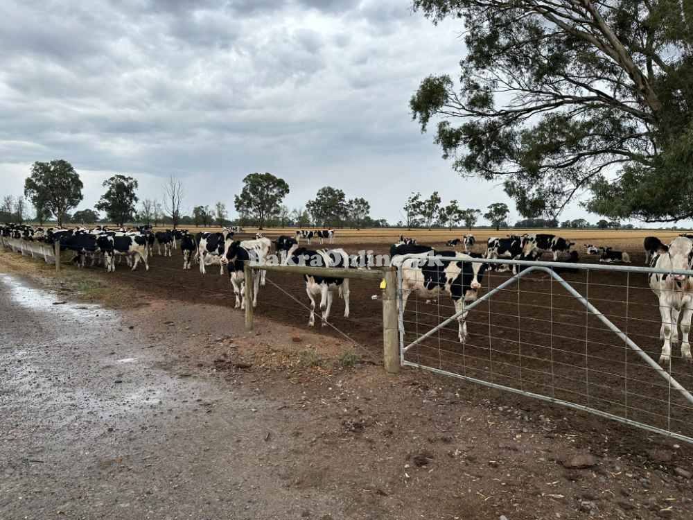 Original Australia & Natherlands imported cows