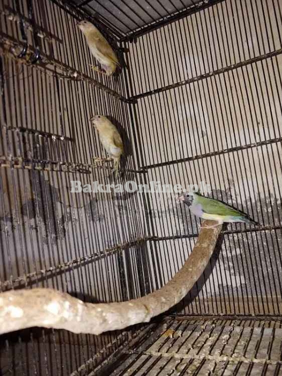 Shaftail Red Eye & Star Finch Chicks Available