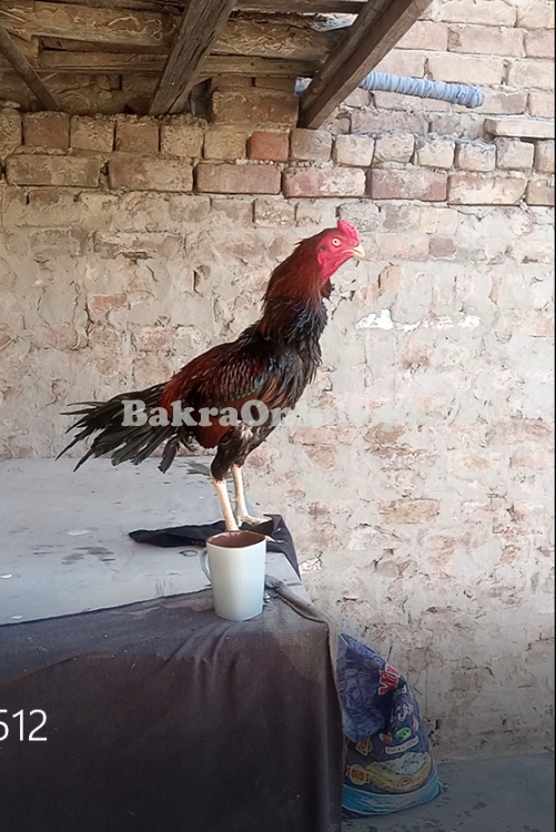 Fighting and breeders morga age 2 Saal  qureez be mokamal hy and