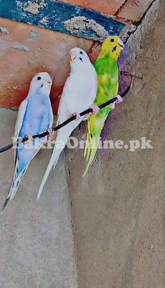 Astralain Home Breed Healthy Parrots for Sale