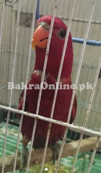 Red Lorry Ket Female