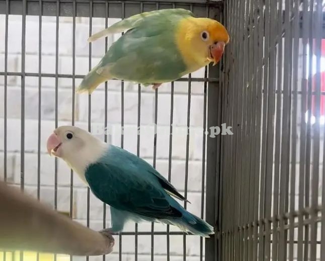 Albino red eyes | Decino | parblue | DNA Birds | Love bird