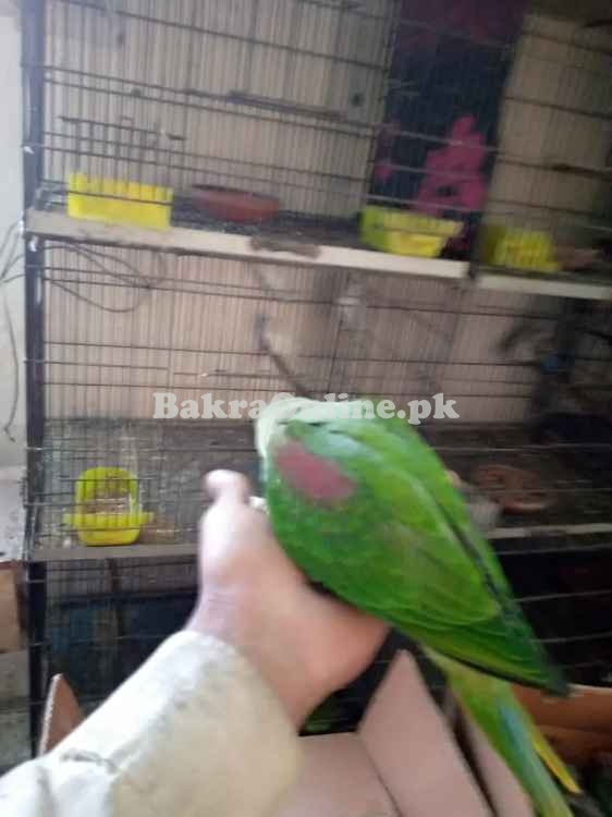 Raw Parrot | Ringneck Parrot | Green Parrot | Kashmiri Parrot | Chicks