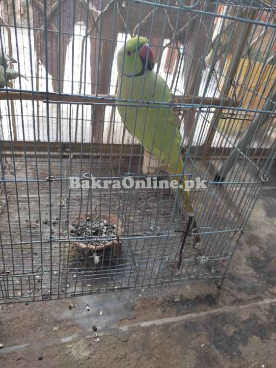 Ringneck Male Breeder