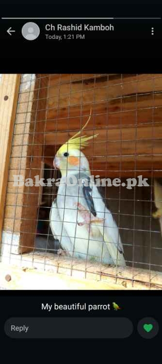 Cocktail parrot, home breed