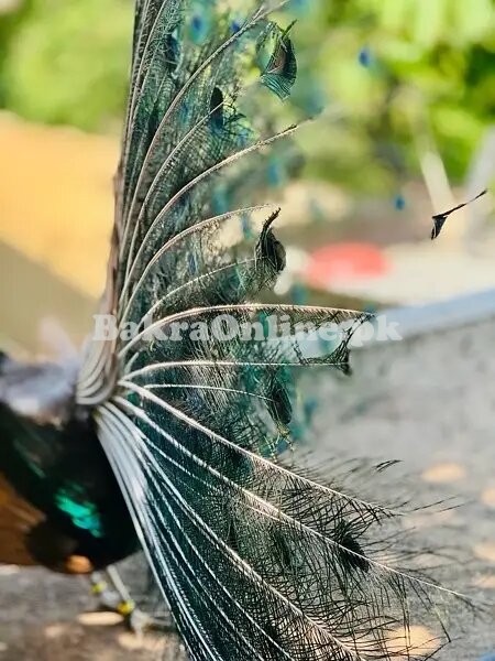 Peacock Pair Ready to Lay Eggs Available for Sale