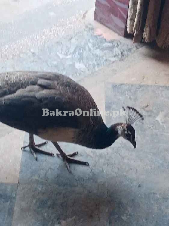 Black Shoulder Peacock Female for Sale – Healthy and Mature