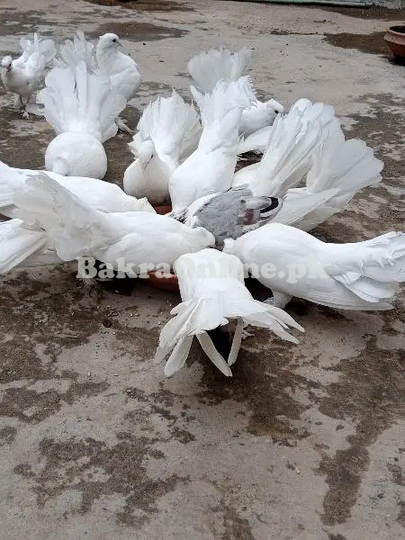 Pigeons / Fantail Pigeons / Indian Fantail Pigeons / Kabutar