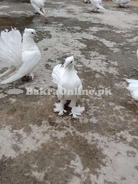 Pigeons / Fantail Pigeons / Indian Fantail Pigeons / Kabutar