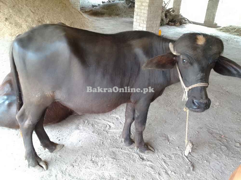 Buffalo male, mili Ravi, complete teeth, age 2 years
