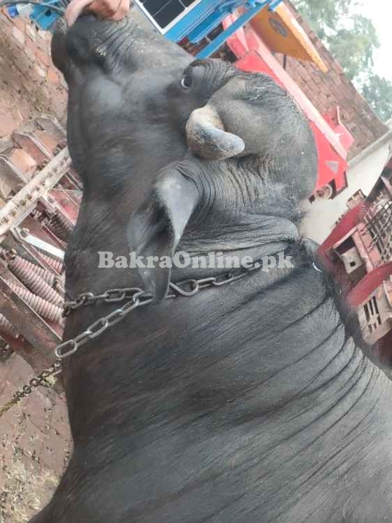 Katta for Qurbani 2025