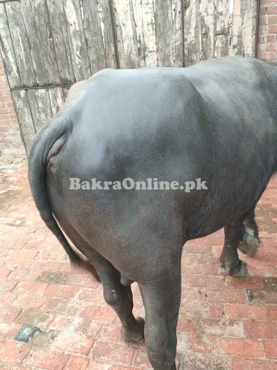 Katta for Qurbani 2025