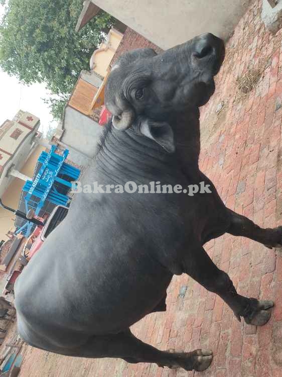 Katta for Qurbani 2025