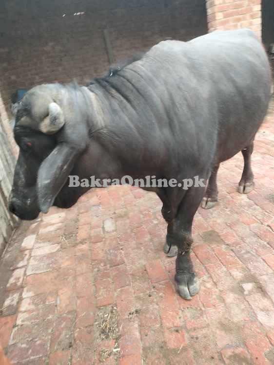 Katta for Qurbani 2025