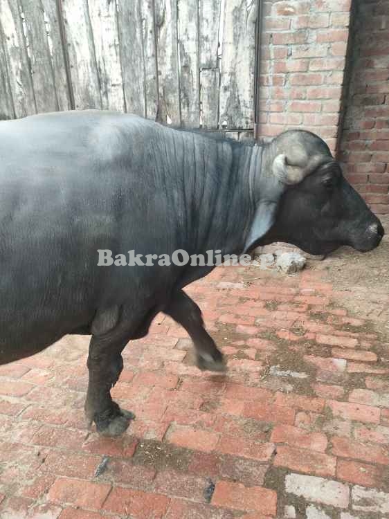 Katta for Qurbani 2025