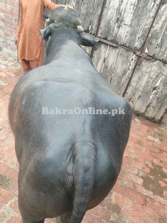 Katta for Qurbani 2025