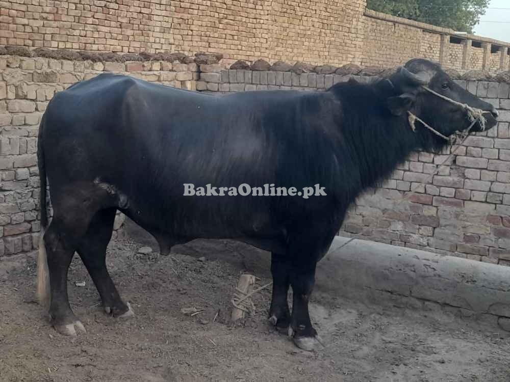 Bull for selling