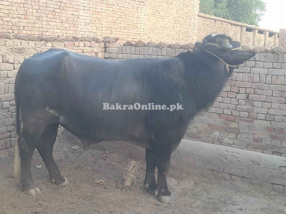 Bull for selling