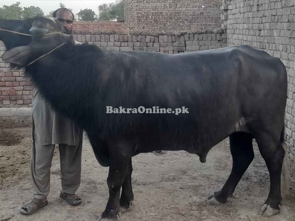 Bull for selling