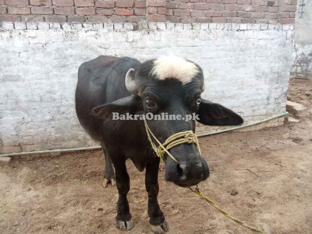 Strong Male Buffalo for Qurbani | Healthy, Ready for Eid 2025