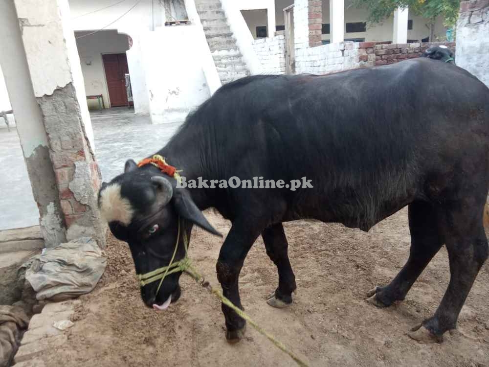 Strong Male Buffalo for Qurbani | Healthy, Ready for Eid 2025