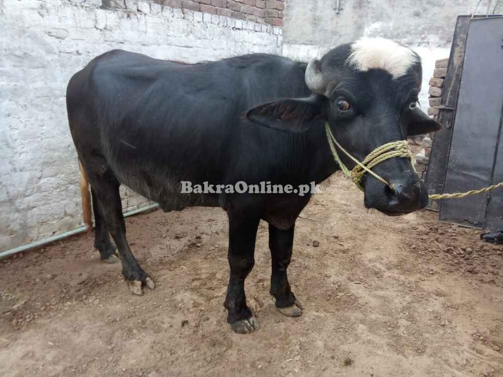 Strong Male Buffalo for Qurbani | Healthy, Ready for Eid 2025