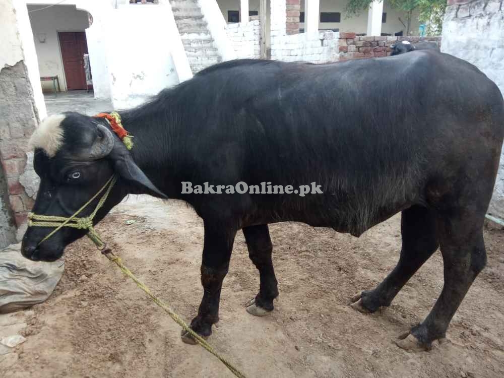 Strong Male Buffalo for Qurbani | Healthy, Ready for Eid 2025