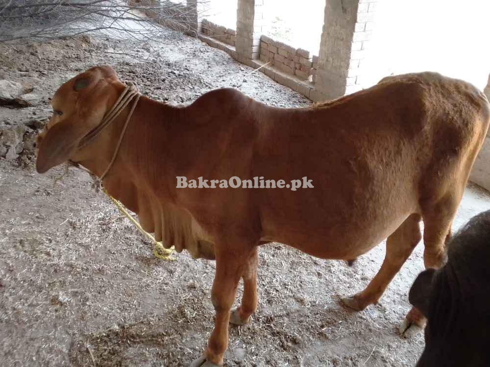 Pure sahiwal bull