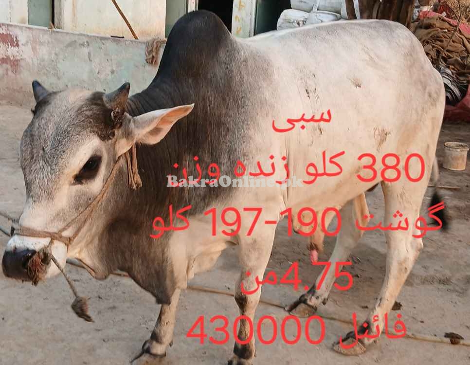Qurbani 2025 bull by weight or by rate