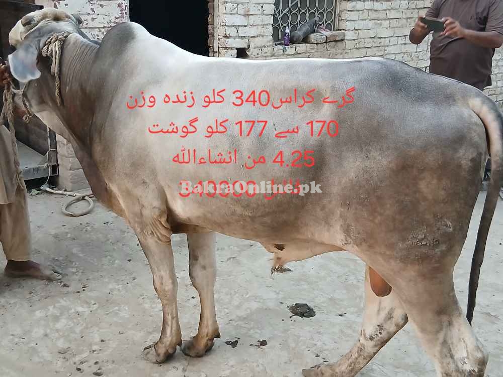 Qurbani 2025 bull by weight or by rate