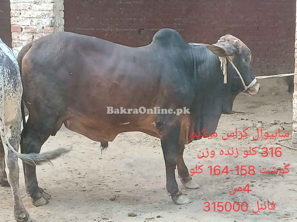 Qurbani 2025 bull by weight or by rate
