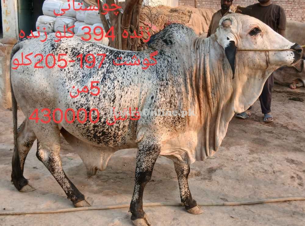 Qurbani 2025 bull by weight or by rate