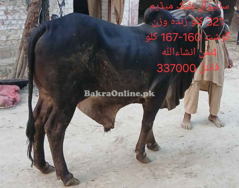 Qurbani 2025 bull by weight or by rate